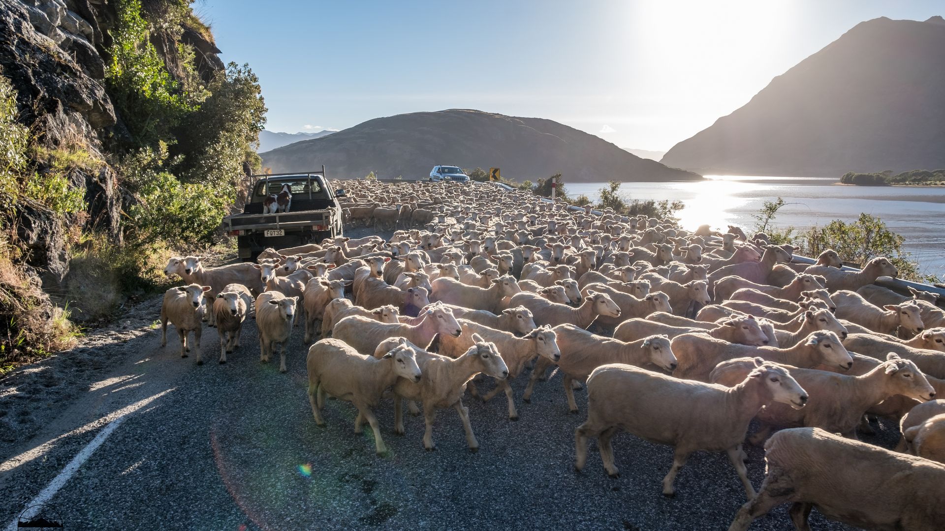 Sheep On The Road NZ | Once Upon A Trip