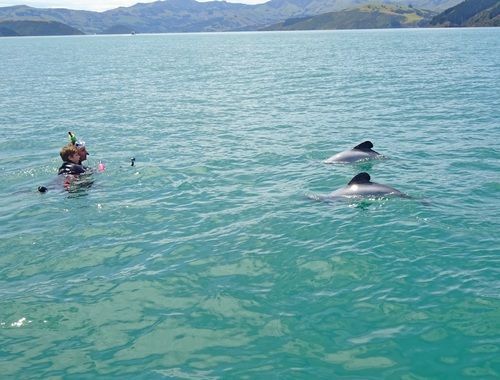 Photo from 14 jours Ile du Sud - Itinéraire vie sauvage en NZ - Jours 1 & 2: Akaroa