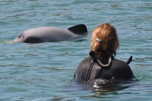 Nager avec des dauphins Hector