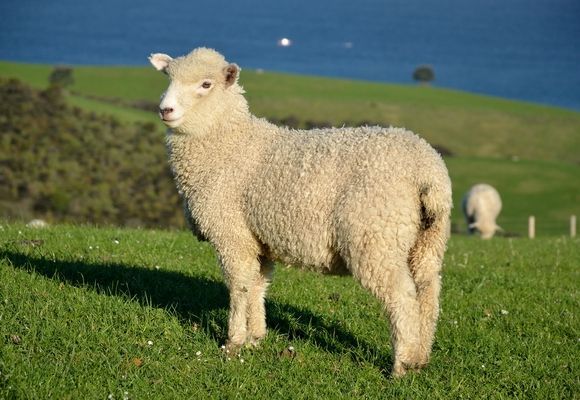 New Zealand Sheep